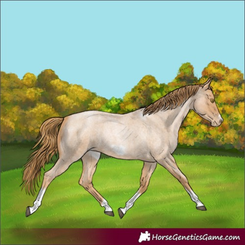 Horse Color:Red Roan Pearl Tobiano Frame 