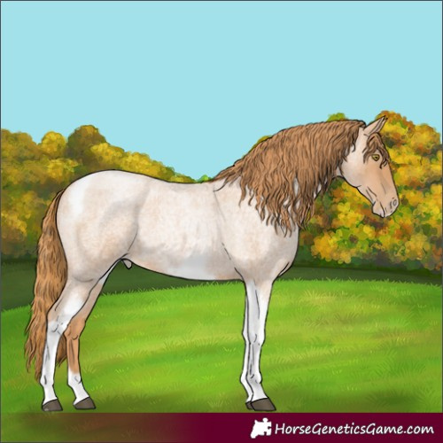 Horse Color:Red Roan Pearl Tobiano Frame