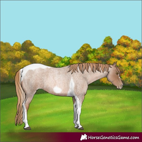 Horse Color:Liver Red Roan Pearl Tobiano Frame 