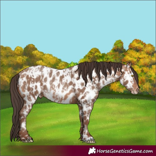 Horse Color:Sable Champagne Appaloosa  and Sable Champagne Appaloosa Rabicano 