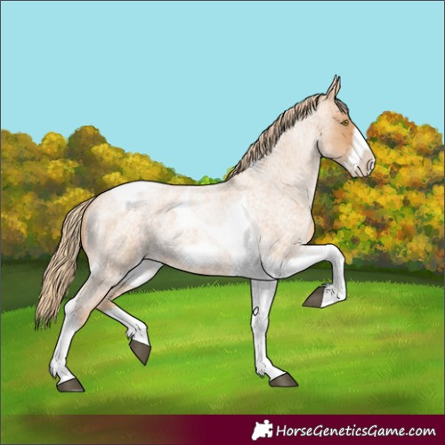 Horse Color:Red Roan Pearl Tobiano Frame 