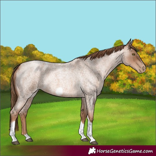 Horse Color:Liver Red Roan Pearl Tobiano Frame 