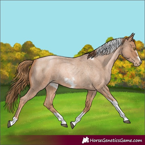 Horse Color:Red Roan Pearl Tobiano Frame 
