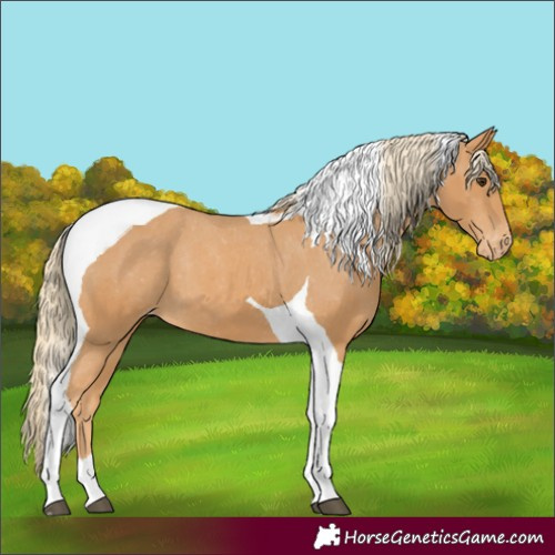 Horse Color:Chestnut Tobiano Appaloosa