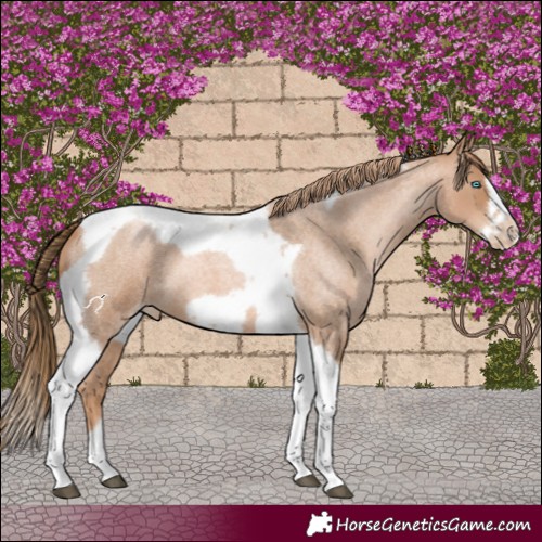 Horse Color:Red Roan Pearl Tobiano Frame 