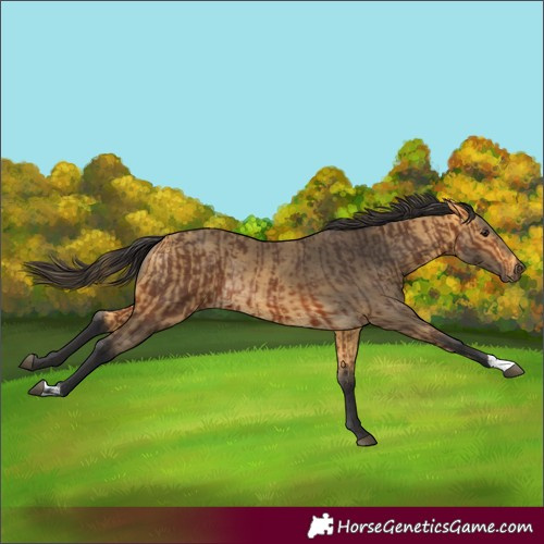 Horse Color:Unknown 