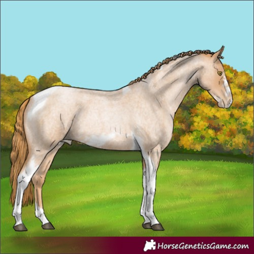 Horse Color:Red Roan Pearl Tobiano Frame