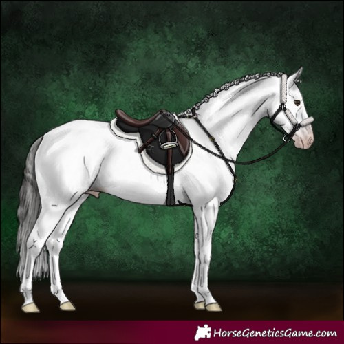 Horse Color:Gray White Spotted Classic Champagne and Gray White Spotted Classic Champagne