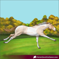 Horse Color:Red Roan Pearl Tobiano Frame