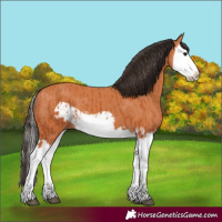 Horse Color:Bay Splash Frame  and Bay Splash Frame 