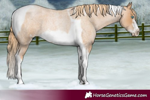 Horse Color:Red Roan Pearl Tobiano Frame 