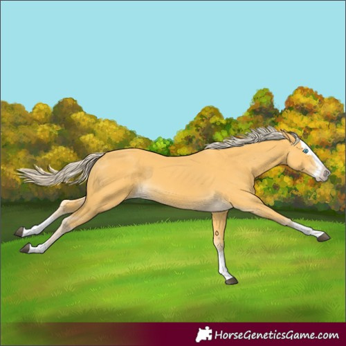 Horse Color:Palomino Splash 