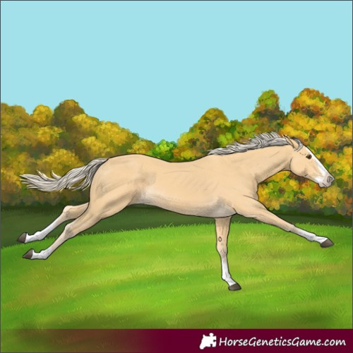 Horse Color:Palomino Splash 