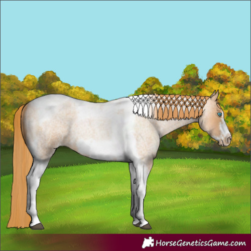 Horse Color:Red Roan Pearl Tobiano Frame