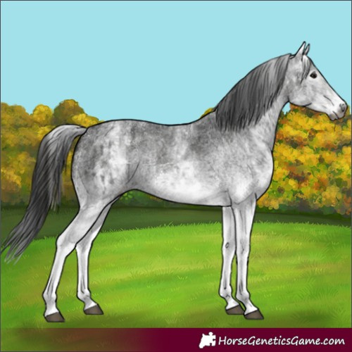 Horse Color:Gray White Spotted Black and Gray White Spotted Black