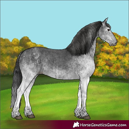 Horse Color:Gray White Spotted Black  and Gray White Spotted Black 