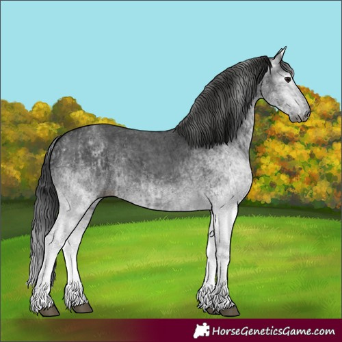 Horse Color:Gray White Spotted Black  and Gray White Spotted Black 
