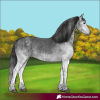 Horse Color:Gray White Spotted Black and Gray White Spotted Black