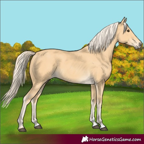 Horse Color:Palomino 