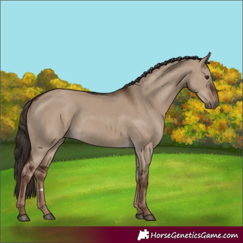 Horse Color:Liver Red Dun Rabicano 