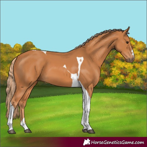 Horse Color:Chestnut Tobiano 