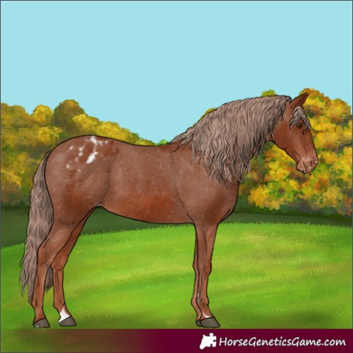 Horse Color:Chestnut Blanket 