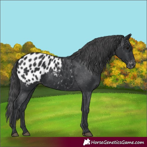 Horse Color:Black Blanket