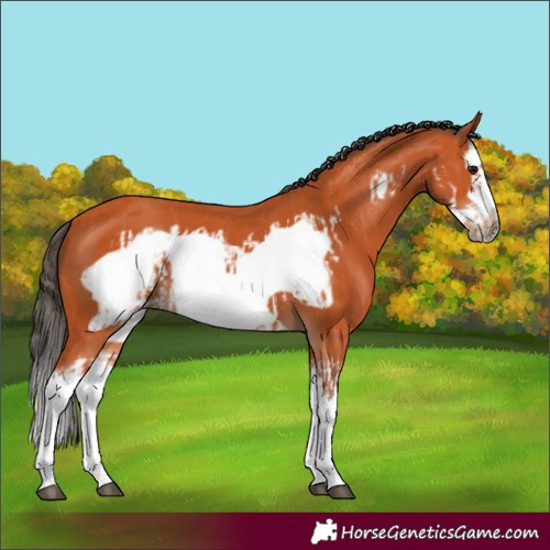 Horse Color:Bay Splash Frame  and Bay Splash Frame 
