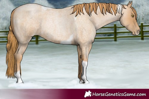 Horse Color:Red Roan Pearl Tobiano Frame 