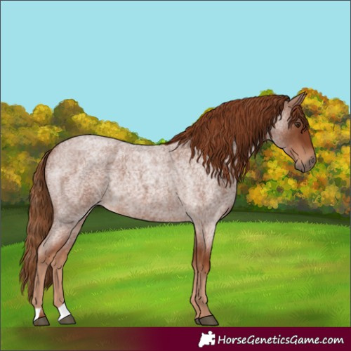 Horse Color:Red Roan