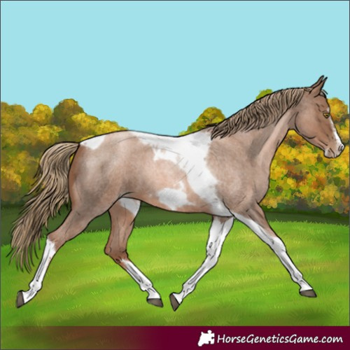Horse Color:Liver Red Roan Pearl Tobiano Frame 