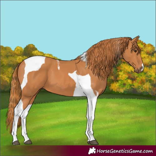 Horse Color:Chestnut Tobiano