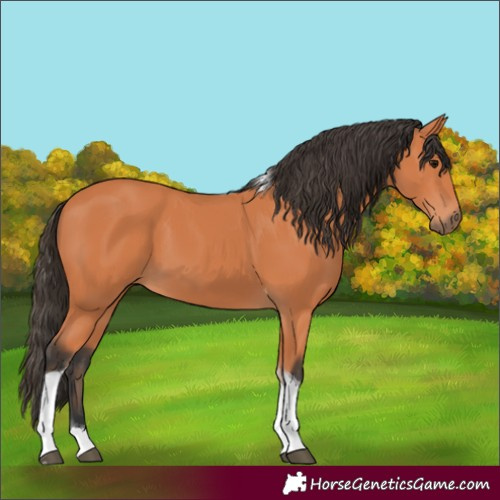 Horse Color:Bay Tobiano