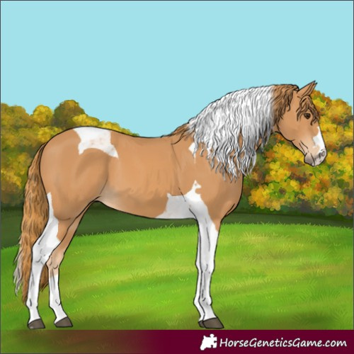 Horse Color:Chestnut Tobiano