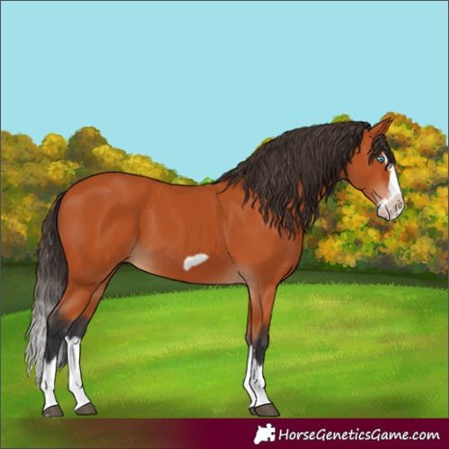 Horse Color:Bay Splash Frame 
