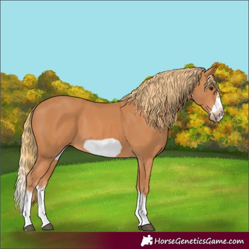 Horse Color:Chestnut Splash Frame