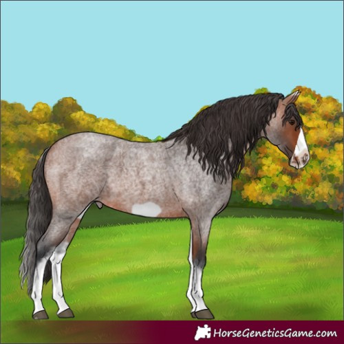 Horse Color:White Spotted Bay Roan Frame 