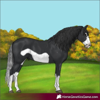 Horse Color:Black Splash Frame 