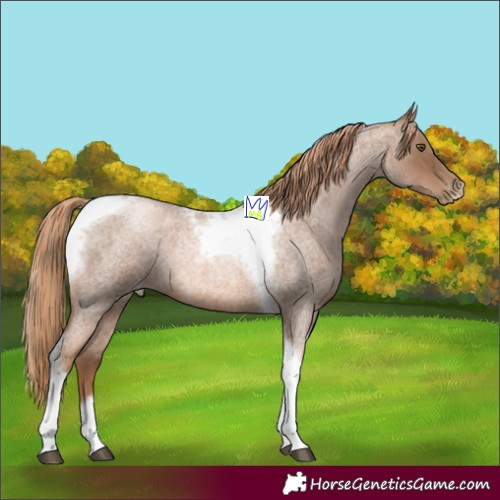 Horse Color:Liver Red Roan Pearl Tobiano Frame 