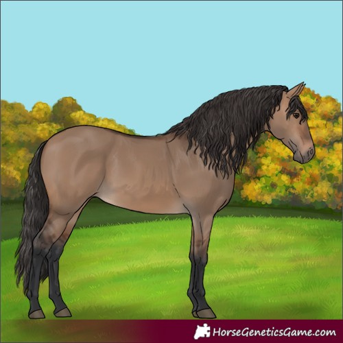 Horse Color:Brown Dun