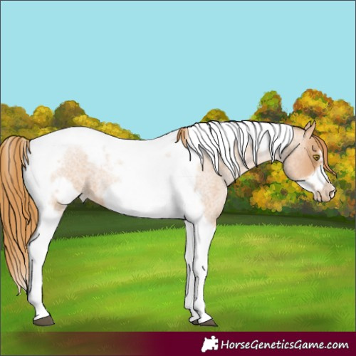 Horse Color:Red Roan Pearl Tobiano Frame 