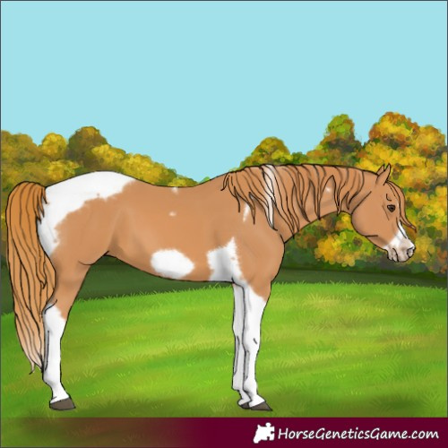 Horse Color:Chestnut Tobiano Frame