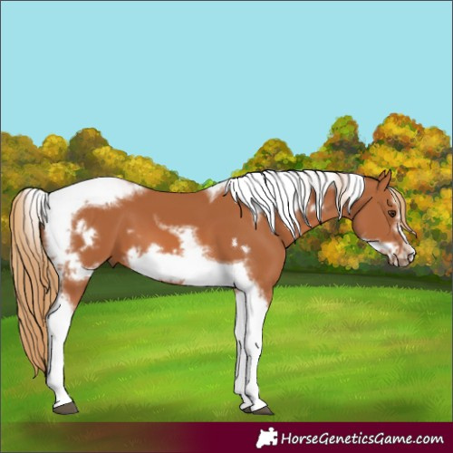 Horse Color:Chestnut Tobiano Frame 