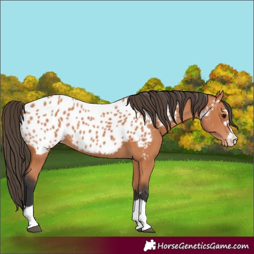 Horse Color:Bay Appaloosa 