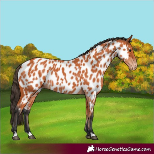 Horse Color:Bay Near Leopard