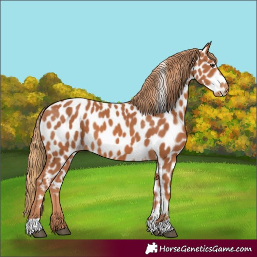 Horse Color:Chestnut Appaloosa 