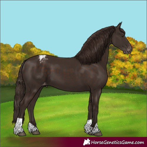 Horse Color:Liver Chestnut Appaloosa 