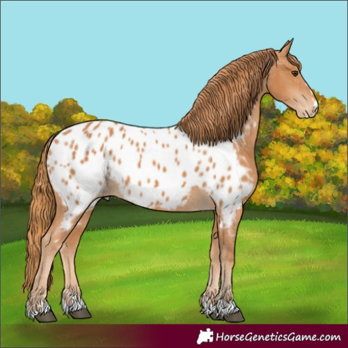 Horse Color:Chestnut Near Leopard 