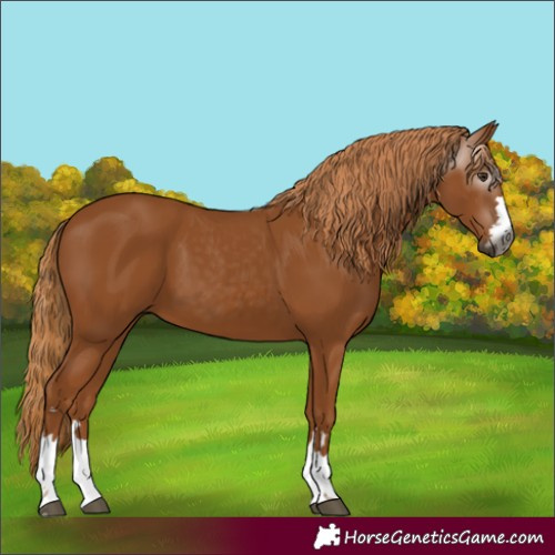 Horse Color:Gray Chestnut 
