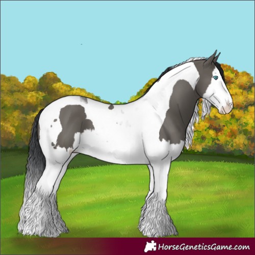 Horse Color:Grullo Splash Tobiano 